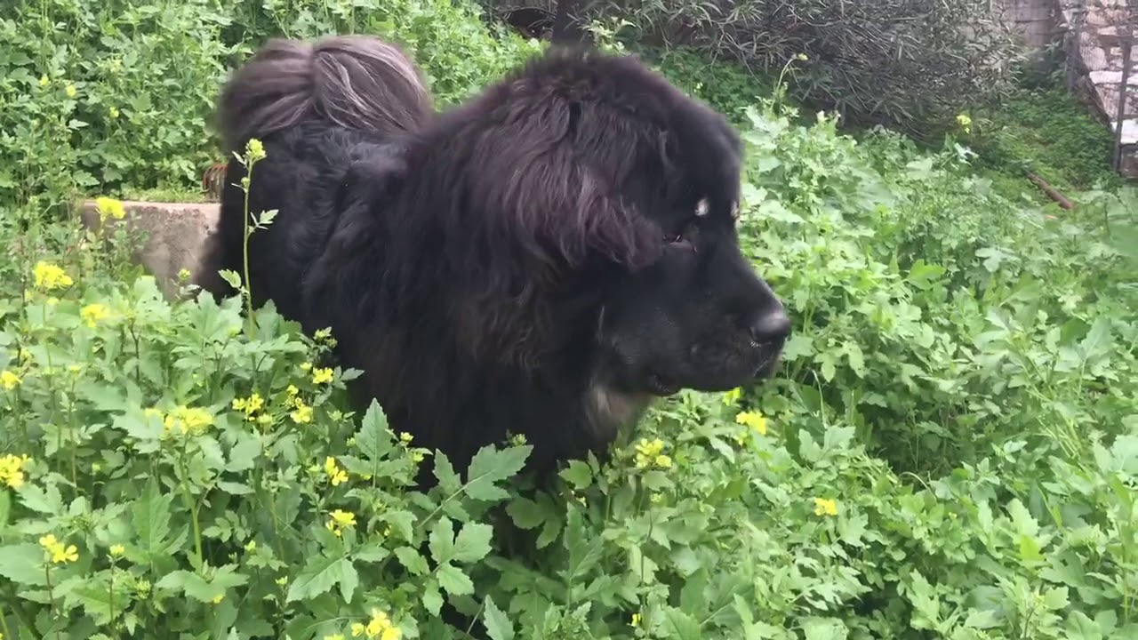 Ekajati Tibetan Mastiff