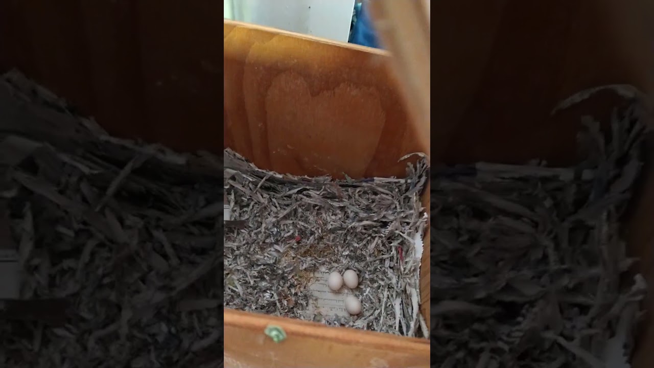 Checking the lovebirds nest box for eggs
