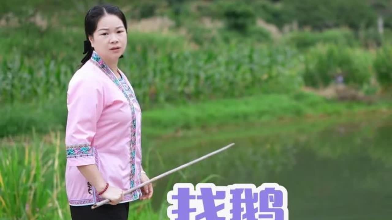 秋子到处去找鹅，难怪不回家原来是跑鸭棚这边来了，回来收农产品 #三农 #农村 #我的乡村生活 #鹅 #农产品