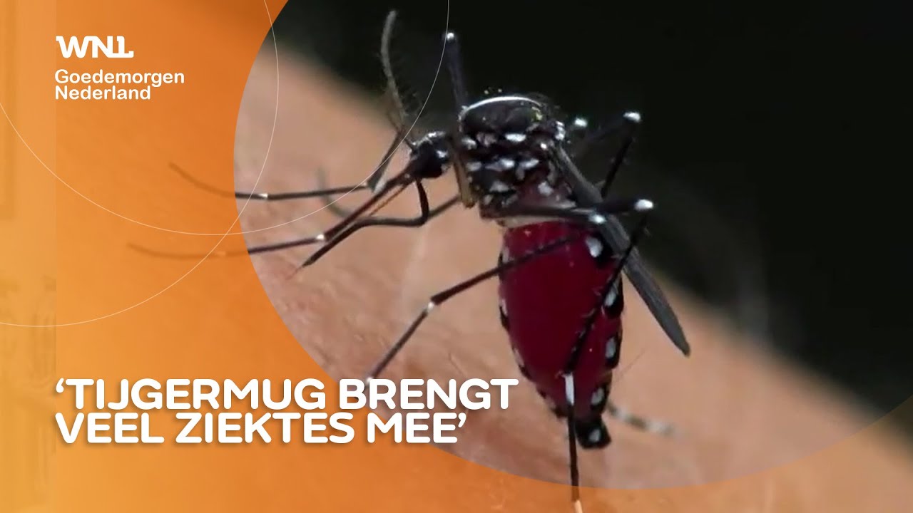 Pas op: gevaarlijke tijgermug maakt opmars in Nederland en brengt ziektes mee