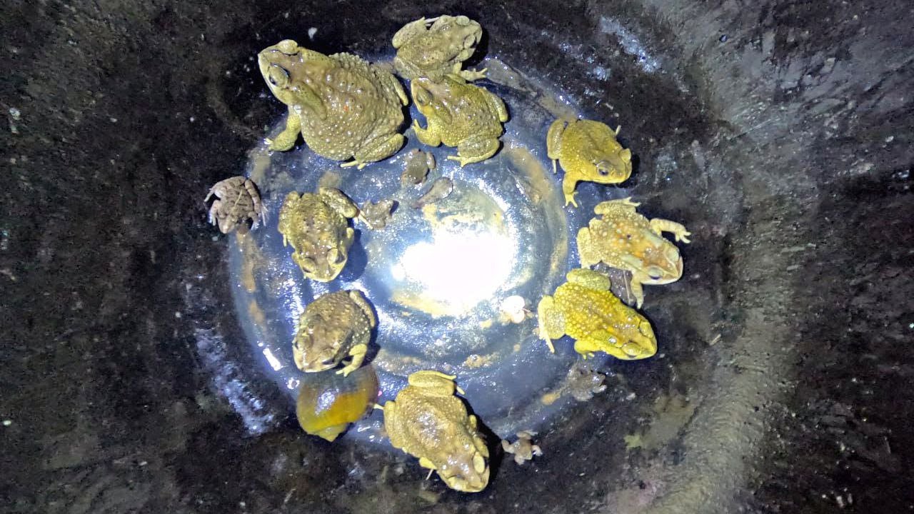 So Many Toads in One Place! 🐸 Night Time Amphibian Discovery