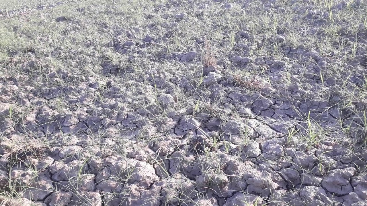 Rhodes grass sowing in saline sodic soils in Pakistan.