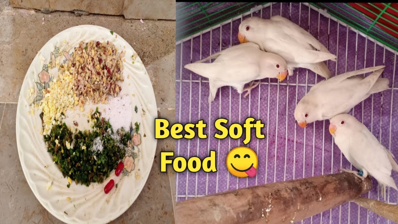 Best Soft Food For Albino Red Eyes Birds || Pets Vlog 😊