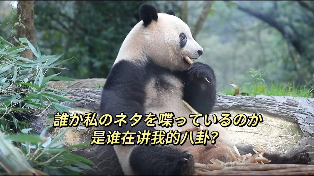 大熊貓香香シャンシャン：フリーズ姫様がずうっと噂を聞いている。なんて可愛い顔だね  卡頓公主一直在聽八卦，好可愛的表情呀