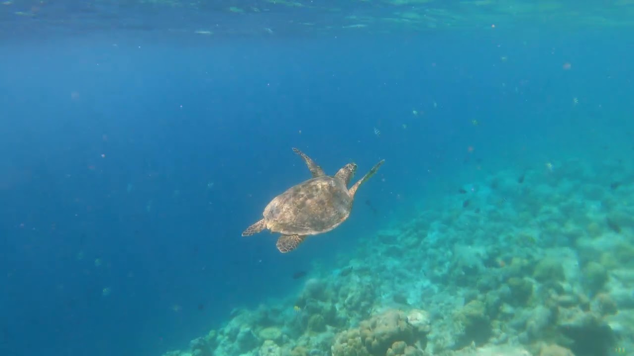 Turtle, Kamadhoo, Maledives 