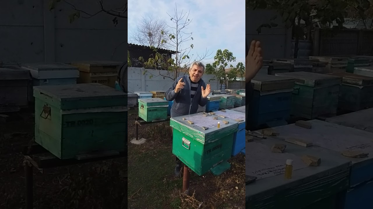 Introducerea matcilor imperecheate in roiuri si familii de albine