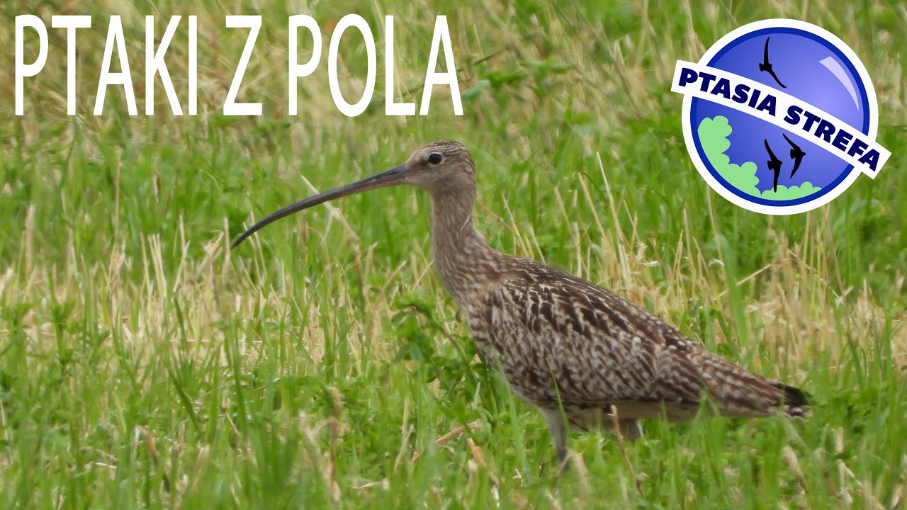 Ptaki z pola