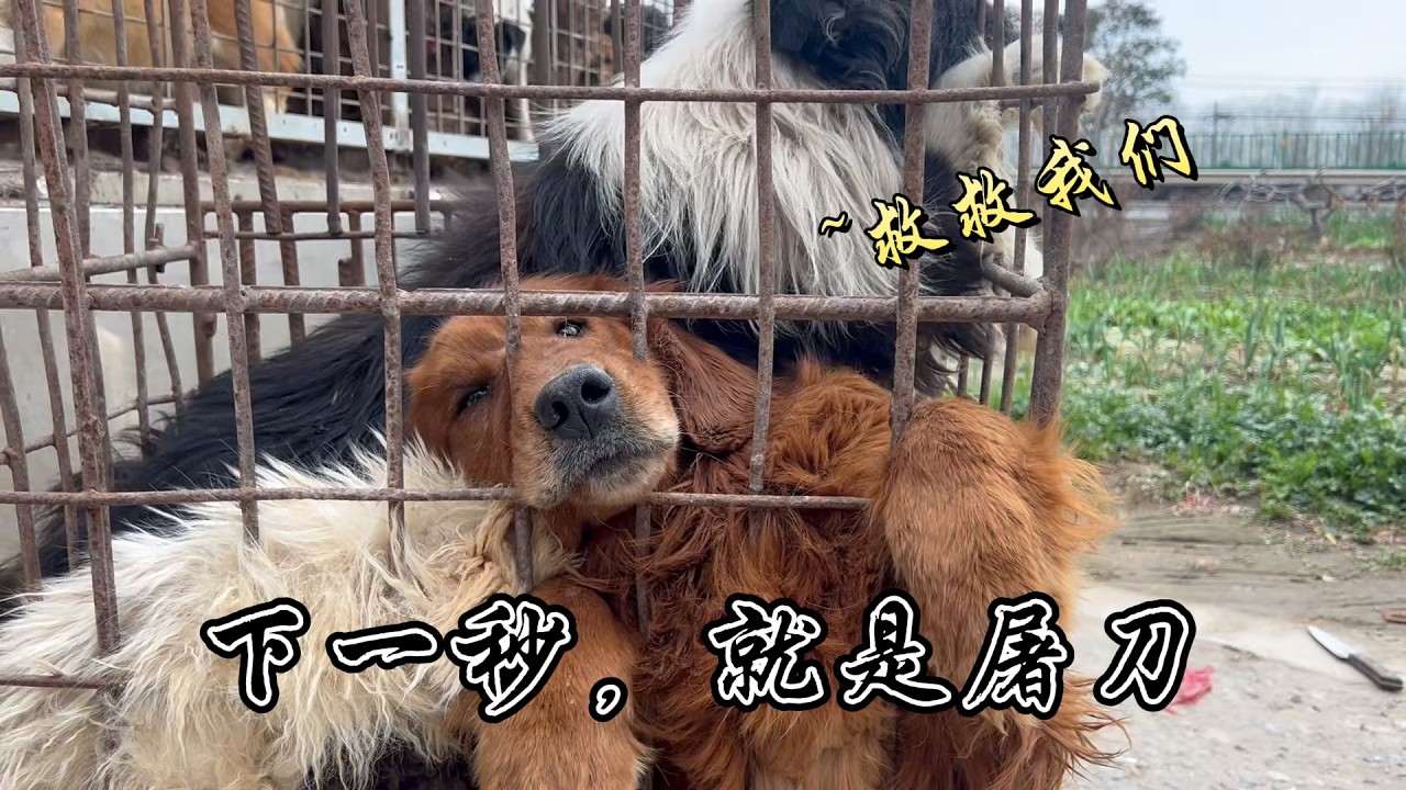 鐵籠困住的不是身體，是它們想活下去的眼睛，全是對活著的渴望