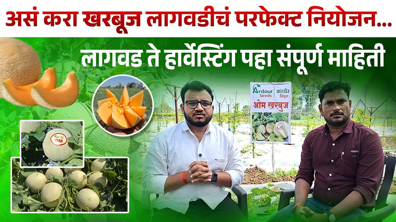 असं करा खरबूज लागवडीचं परफेक्ट नियोजन | लागवड ते हार्वेस्टिंग पहा संपूर्ण माहिती..