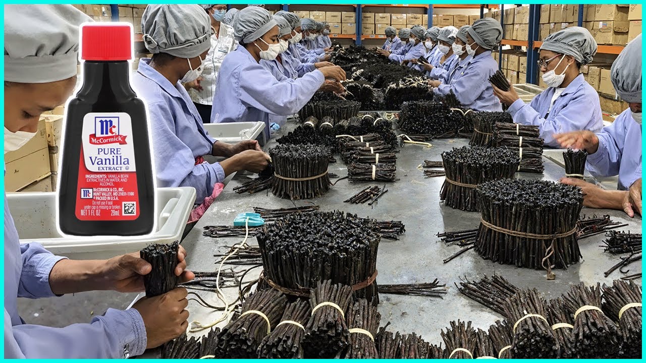 Inside a Vanilla Factory: The World’s Most Expensive Flavor