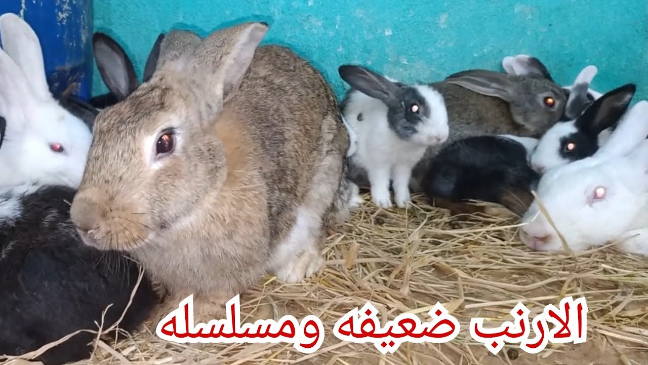 الارنبه ضعيفه ما بترضعش ومسلسله اعمل ايه ازاي احافظ على الارانب في تربيه الارانب ارضي