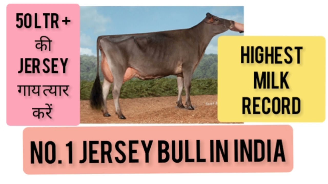 WWS NO.1 JERSEY BULL IN INDIA🐄HIGHEST MILK RECORD🐄#breeding #dairyfarm #jerseybull