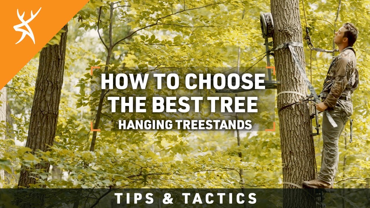 Hanging Treestands: How to Choose the BEST Tree in the Woods