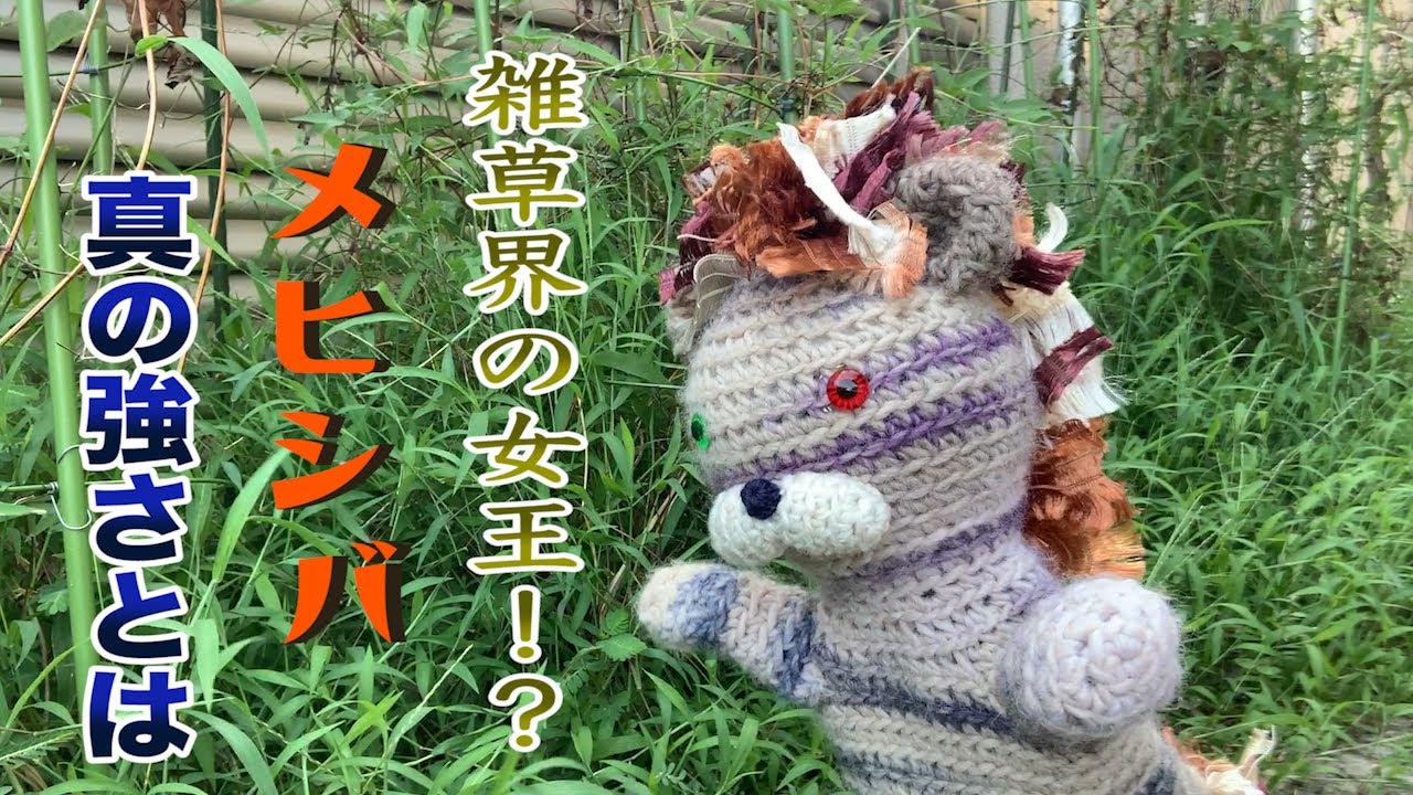 ダンデくんの雑草研究所 〜雑草界の女王！メヒシバの強さの秘密〜