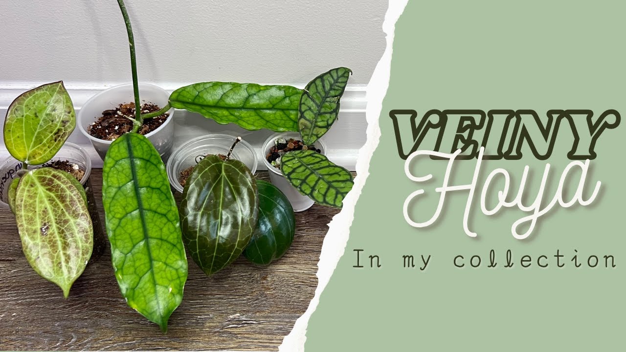 Veiny Hoyas In My Collection 💚