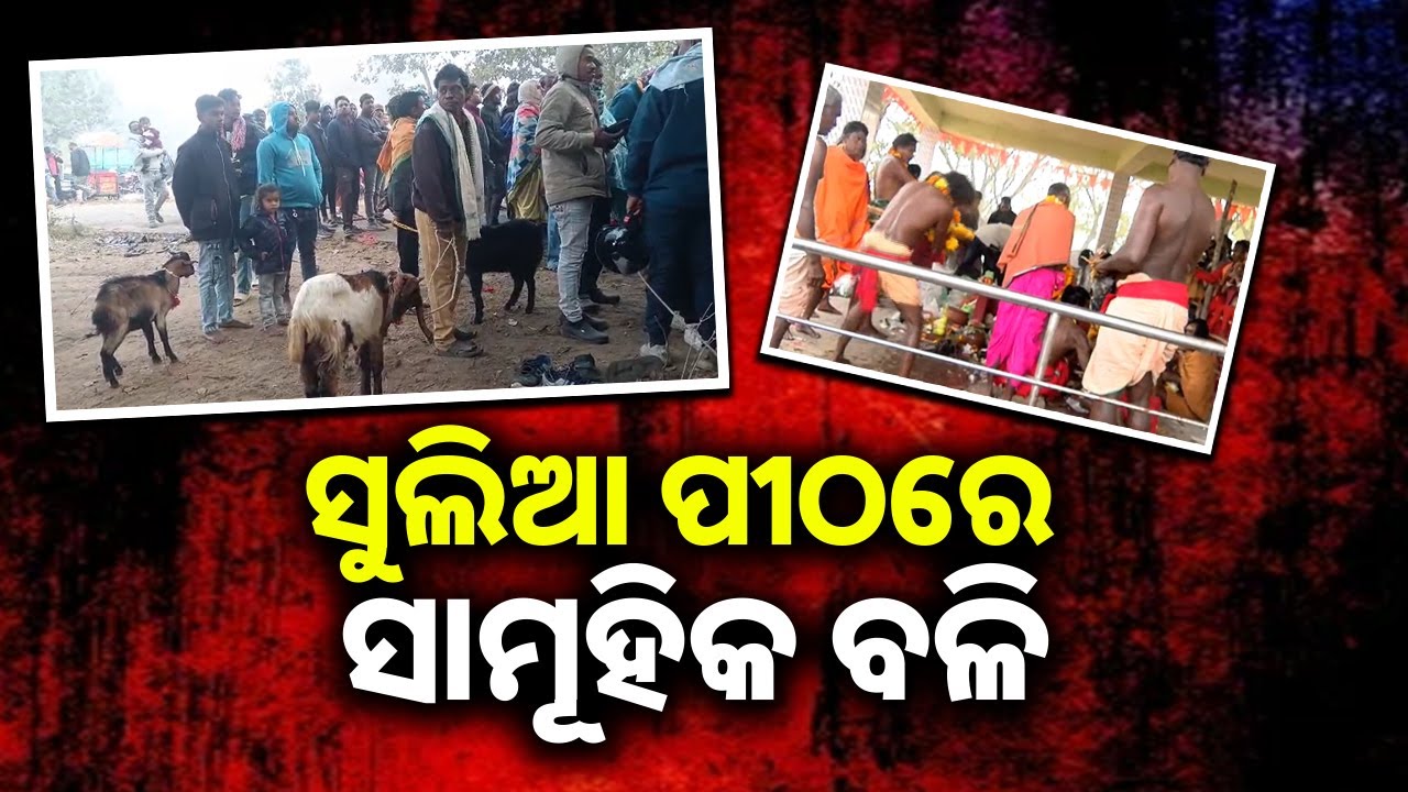ସୁଲିଆ ପୀଠରେ ସାମୁହିକ ବଳି || Traditional Festival For Tribals 'Sulia Jatra' Begins || Sambad
