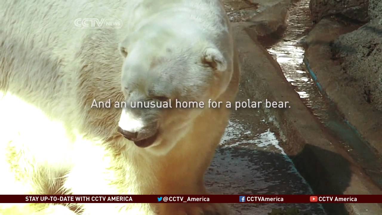Is There Hope for Arturo the Polar Bear?