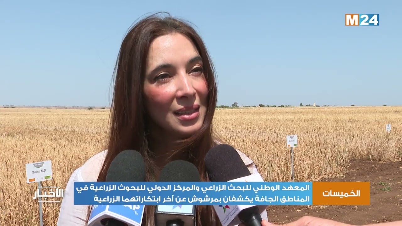 المعهد الوطني للبحث الزراعي والمركز الدولي للبحوث الزراعية يكشفان بمرشوش عن آخر ابتكاراتهما الزراعية