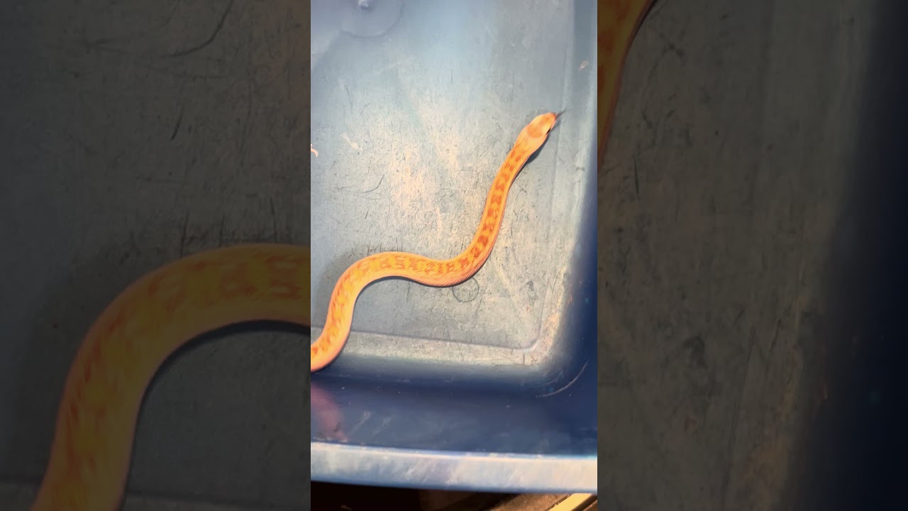 Лучшие домашние змеи 