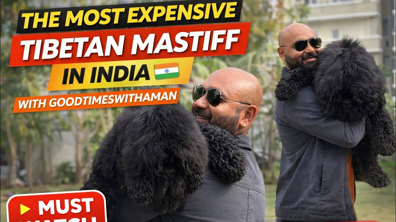￼ MOST EXPENSIVE AND UNIQUE TIBETIBETAN MASTIFF DIRECT IMPORT FROM CHINA 🇨🇳 