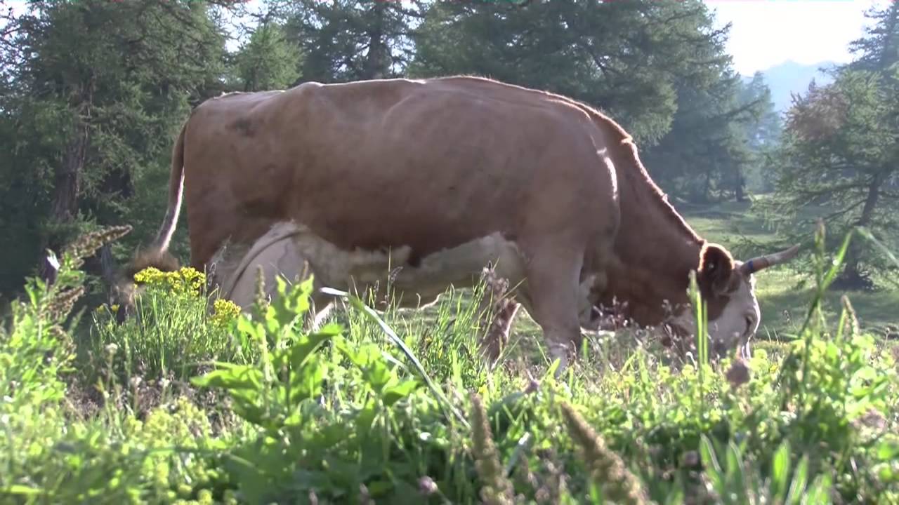 Sennerei auf der Alpe Chermignon