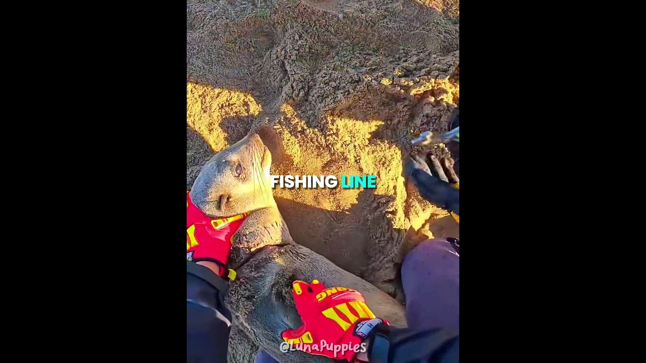 This Seal Thought He Was Being Attacked 💔😱 #shorts