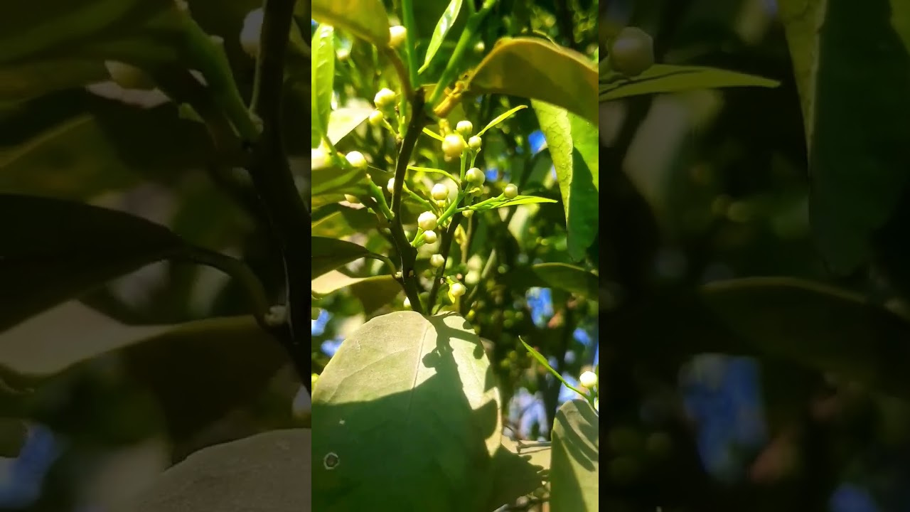 #kinnu me bahar #flowering stage #citrus #shorts