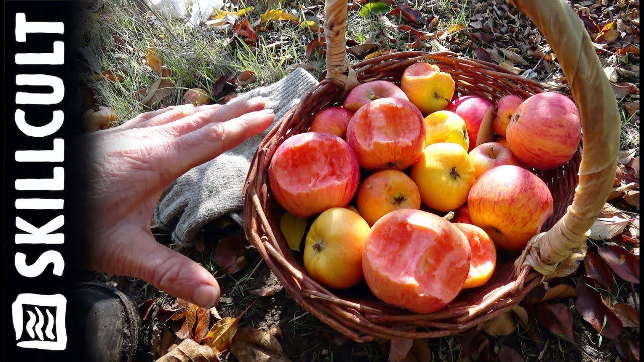 New Red Fleshed Apples in Early Nov!  Apple Breeding Project