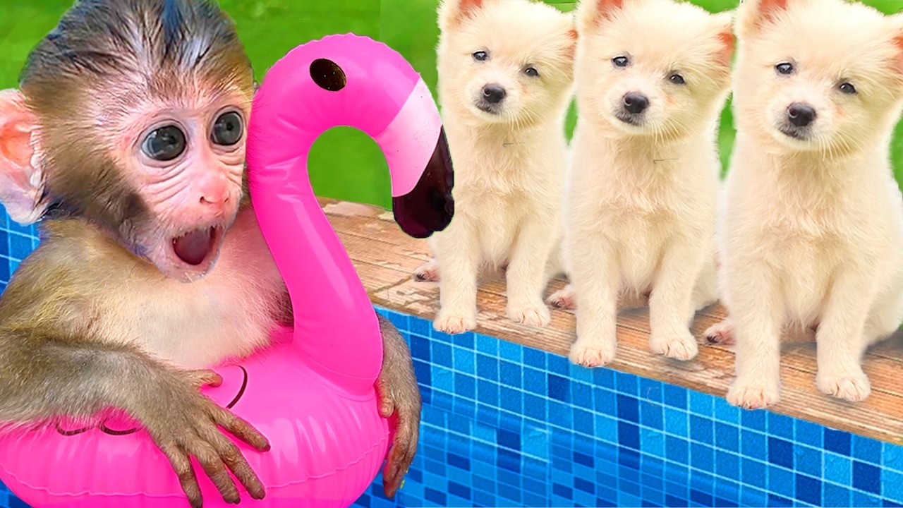 Bebé Mono BonBon va a cosechar sandías y huye del dinosaurio en el parque - MONO BONBON ESP