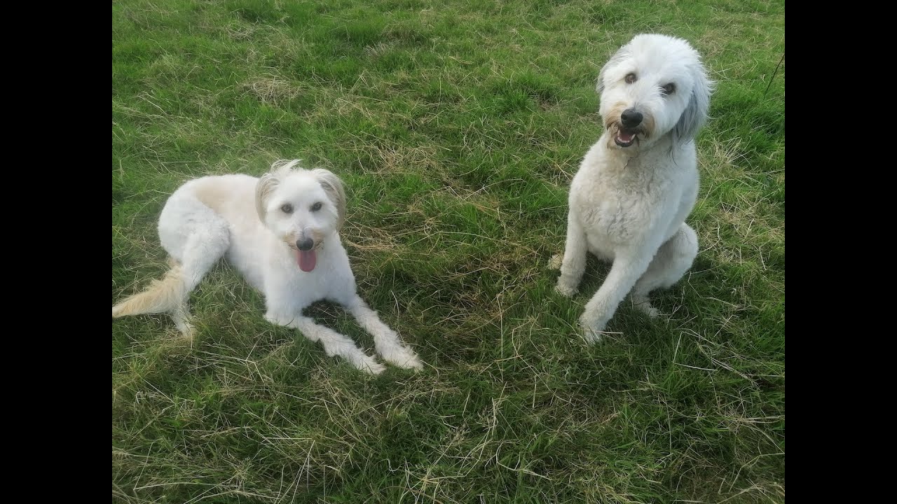 My girls - Fizz and Pops. Rescue lurchers living thoer best life on Loop Head, West Clare
