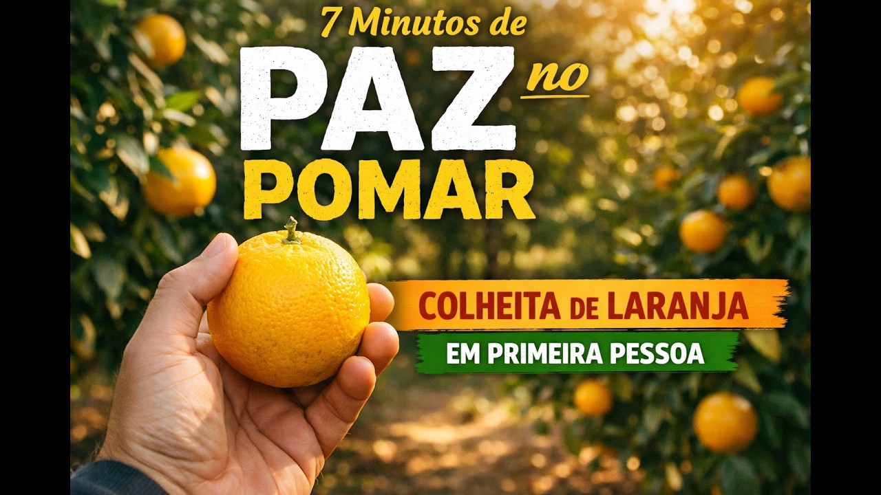 7 Minutos de Paz no Pomar | Colheita de Laranja em Primeira Pessoa