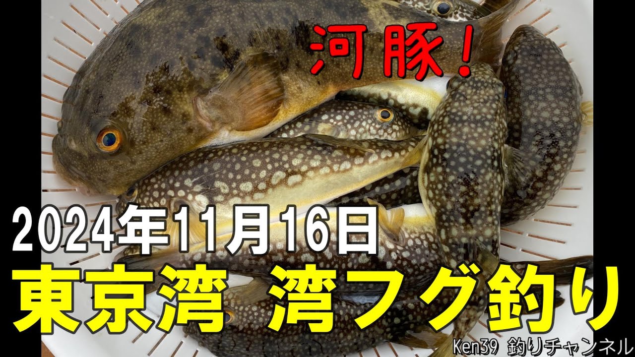 【東京湾 湾フグ釣り】2024年11月16日 [Tokyo Bay pufferfish fishing] November 16, 2024
