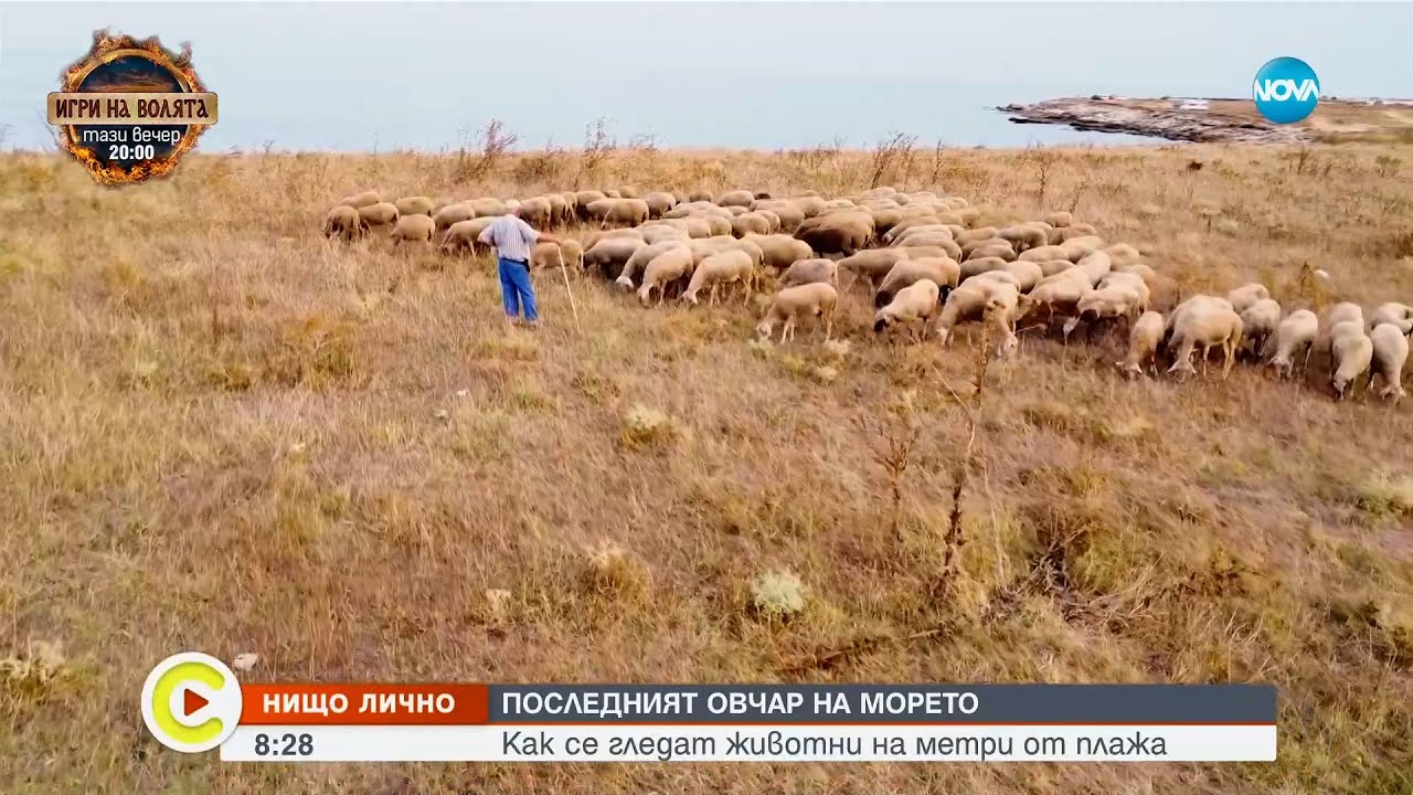 Последният овчар на морето: Как се гледат животни на метри от плажа - Събуди се...(14.09.2024)