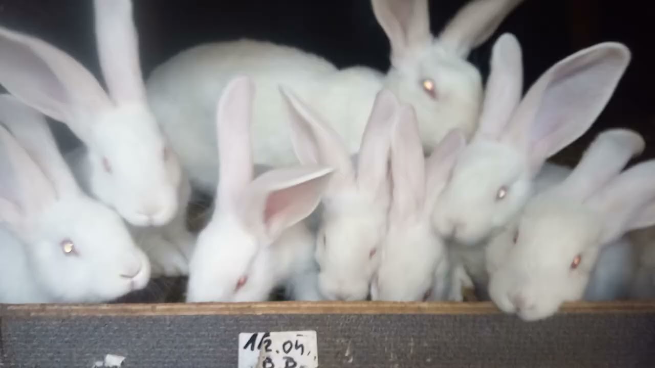 Hodowla królików Marka z Michałoa z życia hodowli