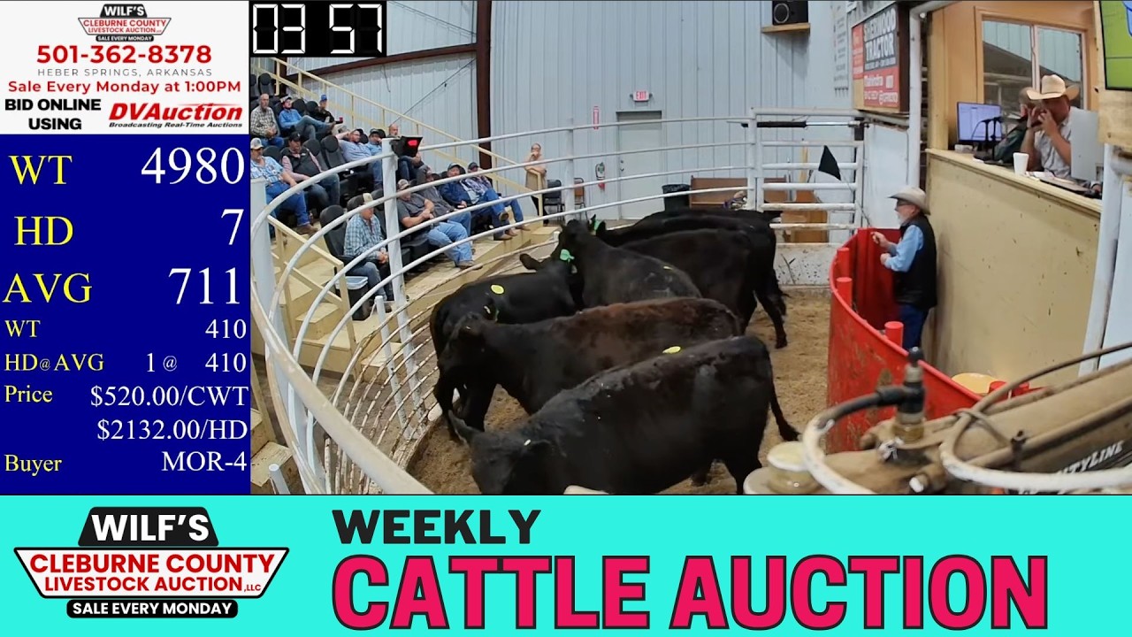 Ozark Cattle Market: Live at Wilf’s Cleburne County Livestock Auction | March 16, 2026