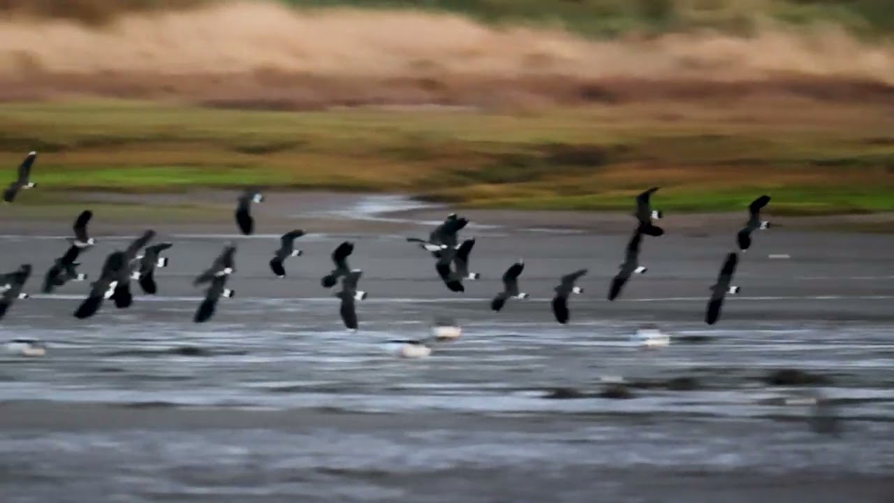Lapwings over Scotland