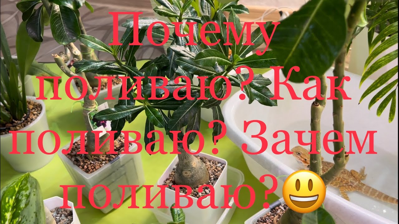 Почему поливаю ? Как поливаю ? Зачем поливаю ?😃#адениум #лечуза#орхидеи