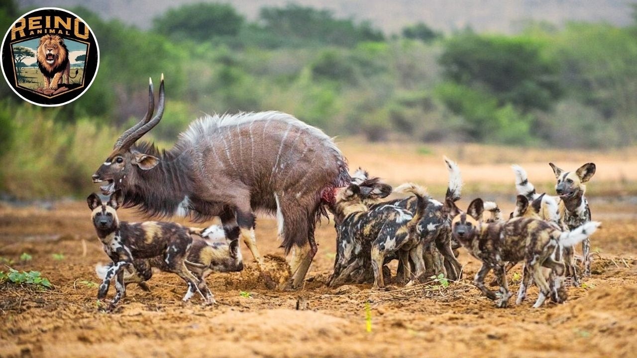Perros Salvajes Africanos &ndash;El Arte de Cazar en Manada en el Mundo Salvaje #animales | Reino Animal