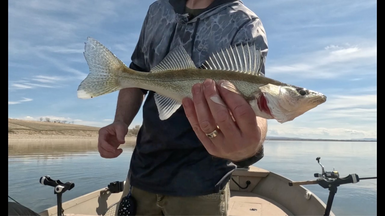 Spring Walleyes on 🔥 in this Montana Reservoir!