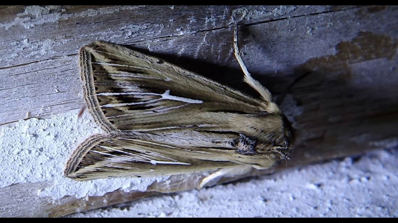 Mythimna l-album, the L-album wainscot