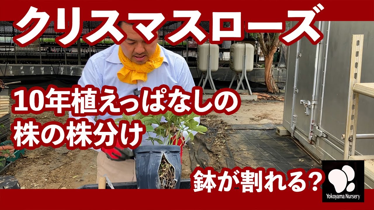 クリスマスローズ 10年植えっぱなしの株の株分け　◆横山園芸 公式◆　【2023】