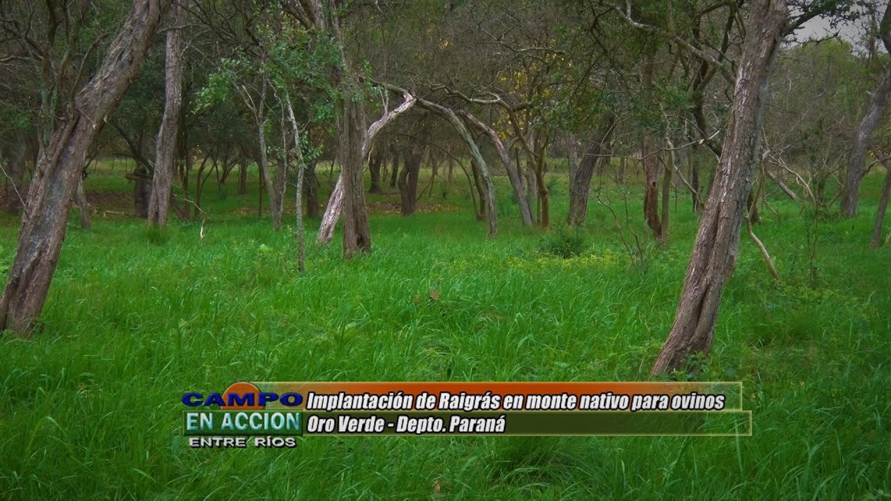 Pasturas en Monte Nativo - Jorge Gvozdenovich