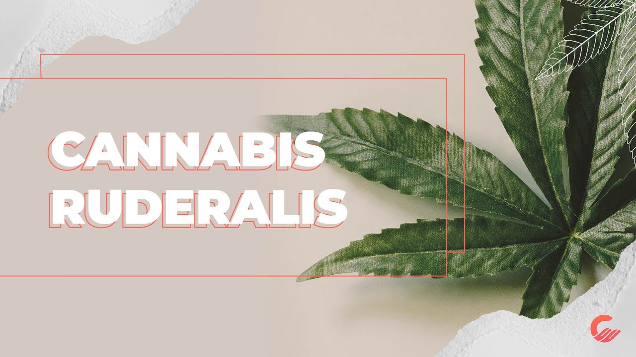 Cannabis Ruderalis: Tudo que VOC&Ecirc; precisa saber! // CANABINOLOGIA