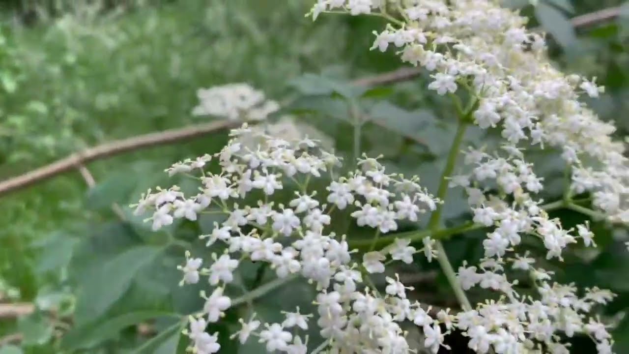 Landal Twenhaarsveld Mei 2024 deel 1