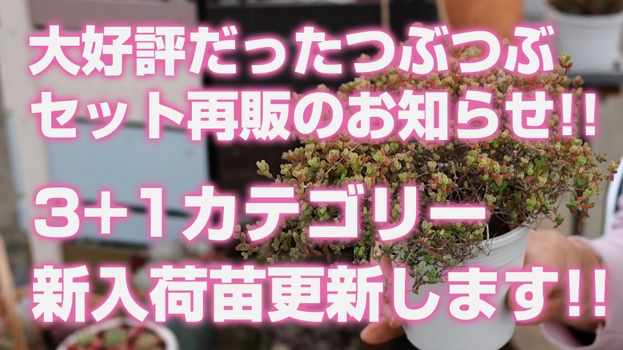 【多肉植物】大好評だったつぶつぶセット鉢を変えて再販のお知らせ!!3+1カテゴリー新入荷苗更新します!!【succulent】トロピカルガーデン