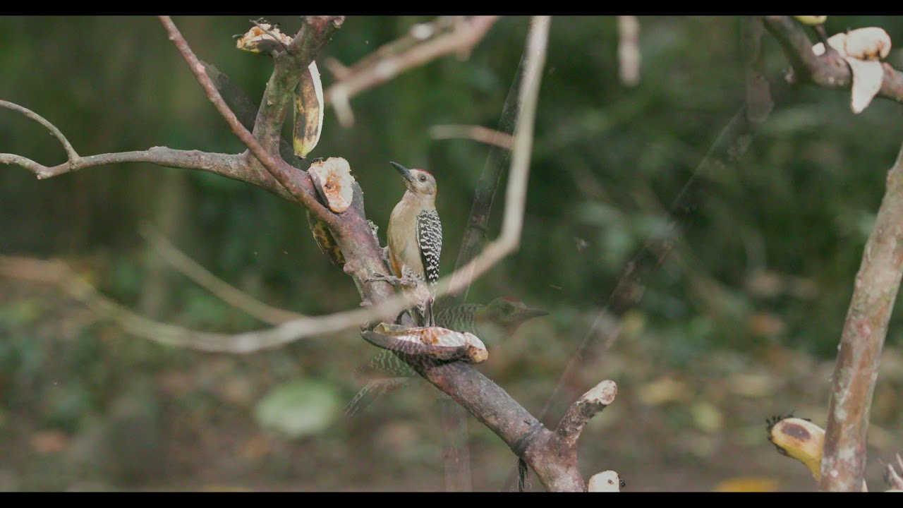 The Woodpeckers of Pierella Ecological Garden