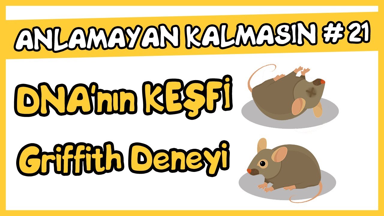 Anlamayan Kalmasın #21 DNA&rsquo;nın Keşfi ( Griffith Deneyi)