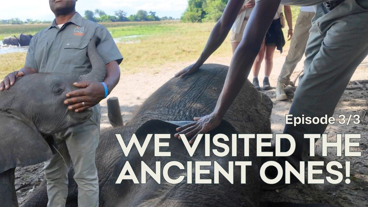Rewilding Orphaned Baby Elephants