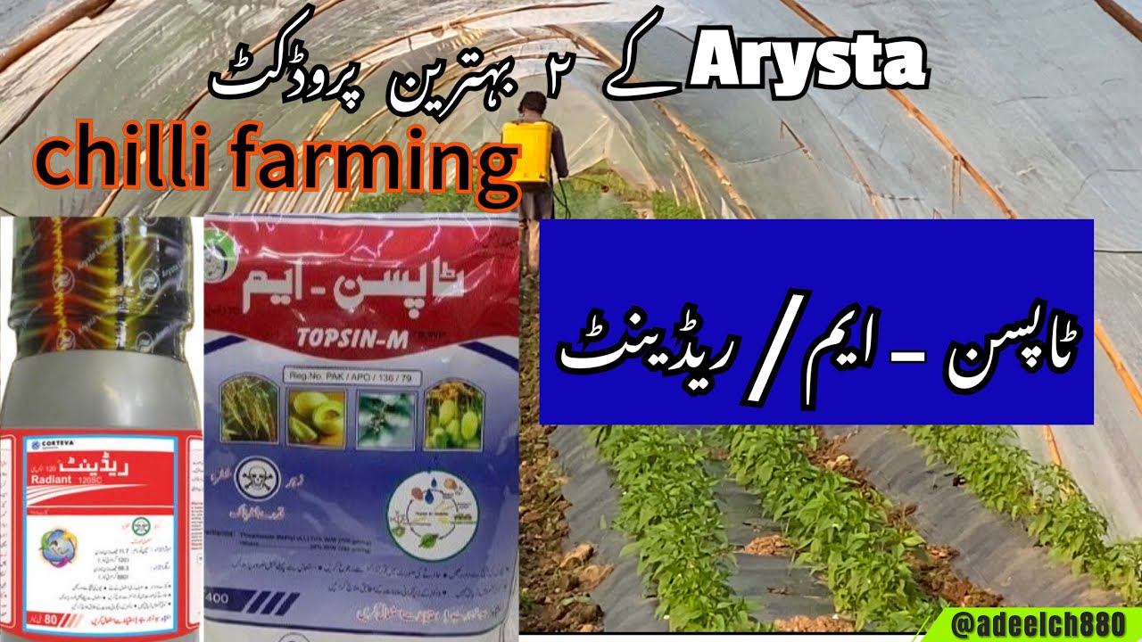How to control thrips and fungus || best insecticides || Radiant Topsin-M Arysta || chilli farming