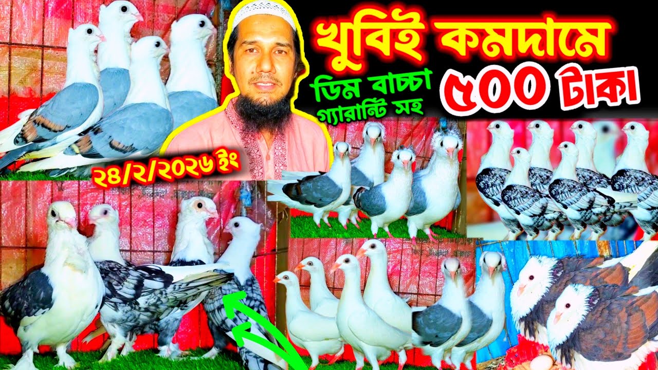 অবিশ্বাস্য মূল্যে ৭৫% ছাড়ে কবুতর কিনুন | নতুন আসলো ৬২+ডিম বাচ্চা সহ কবুতর | লাহরী বুম্বাই ও রাজগোল্ল